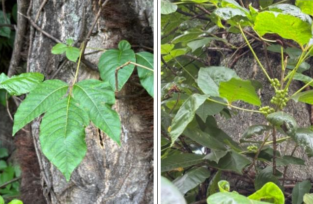Two close-up views of green leaves on a tree trunk, showcasing varying leaf shapes and textures.